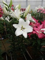 [5214 Genzano VZ No02.JPG]